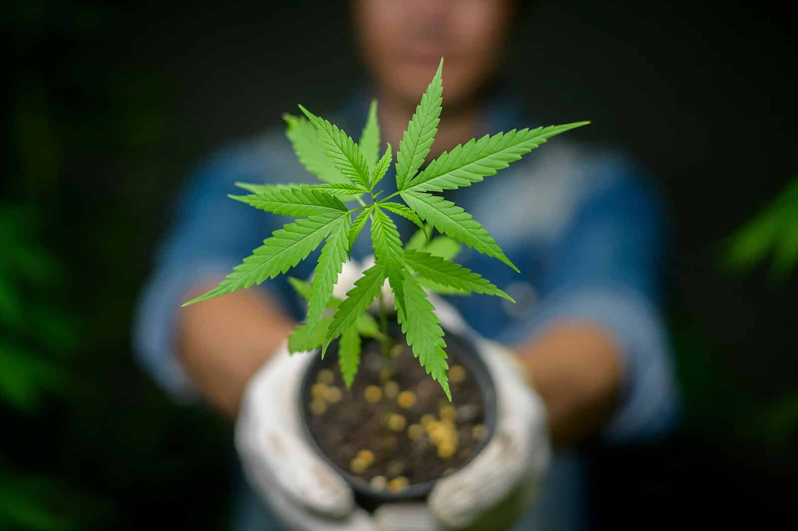 Expanding your cannabis business