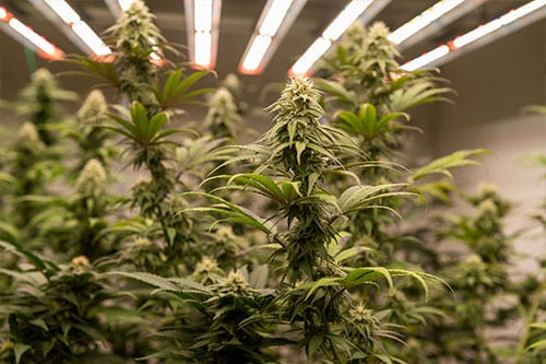 Cannabis Select