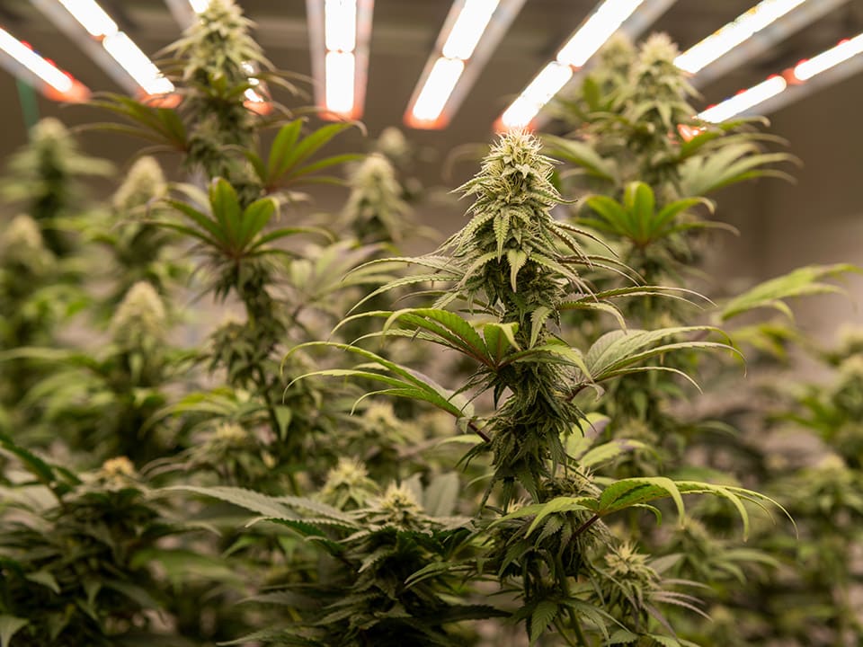 Cannabis Select