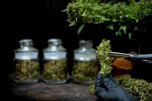 Cannabis Insurance Blog