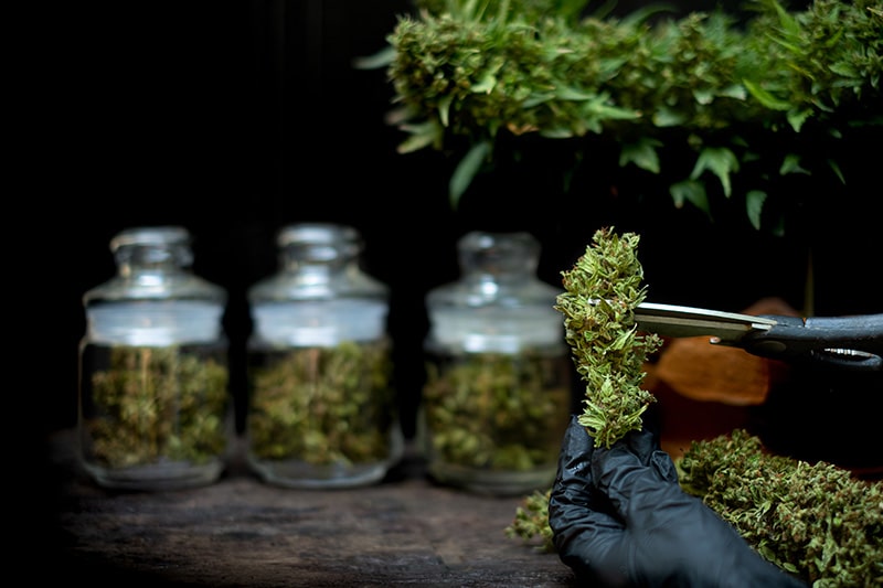 Cannabis Insurance Blog